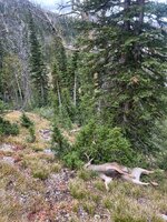 IMG_4532.jpeg IMG_4532.jpeg