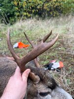antlers,jpg.jpg