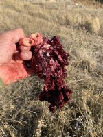 IMG_0216 (Small).JPG IMG_0216 (Small).JPG