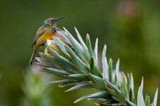 Orange Breasted Sunbird_MG_2418.jpeg