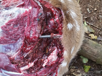 Screenshot 2025-11-10 5.10.28 PM.png