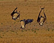 geese_landing.jpg