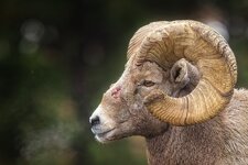 bruised_ram_13Nov2025.jpg