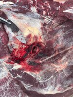 IMG_2915.jpeg IMG_2915.jpeg