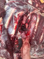 IMG_2917.jpeg IMG_2917.jpeg