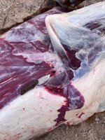 IMG_2792.jpeg IMG_2792.jpeg