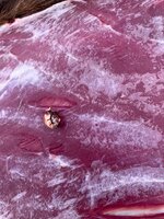 IMG_2794.jpeg IMG_2794.jpeg