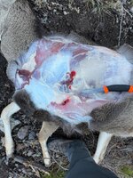 IMG_2040.jpeg IMG_2040.jpeg