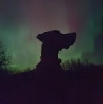 Sherman.jpg Sherman.jpg