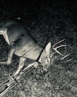 2025 bow buck.jpg