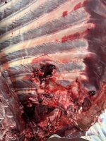 IMG_5338.jpeg IMG_5338.jpeg