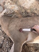 IMG_8641.jpeg IMG_8641.jpeg