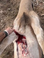 IMG_8642.jpeg IMG_8642.jpeg