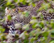 Leopard-8x10.jpg