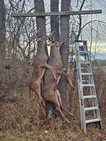 Buck 1.jpg