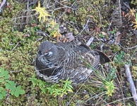 1764119577813.png 1764119577813.png