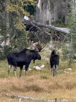 IMG_0423.jpeg IMG_0423.jpeg