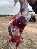 E09A6699-41FF-4A50-94DE-51EF021CBB32.jpeg E09A6699-41FF-4A50-94DE-51EF021CBB32.jpeg