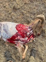 BFDE1622-F62D-4063-8A8B-F5593FC198FC.jpeg BFDE1622-F62D-4063-8A8B-F5593FC198FC.jpeg