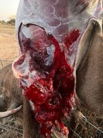 992C2C6D-EFE3-4C64-8C73-62175372F629.jpeg 992C2C6D-EFE3-4C64-8C73-62175372F629.jpeg