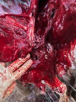 74555C63-FF0D-497B-AA5C-19660025D045.jpeg 74555C63-FF0D-497B-AA5C-19660025D045.jpeg