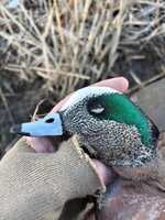 wigeon 1.jpg