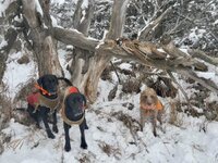 IMG_0496.jpeg IMG_0496.jpeg