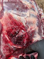 IMG_0732.jpg IMG_0732.jpg