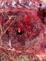 IMG_0733.jpg IMG_0733.jpg