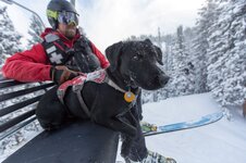snowbird ski patrol and avalanche dog-min.jpg