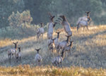 Rocky Mt. Elk September2019 a-0393.jpg