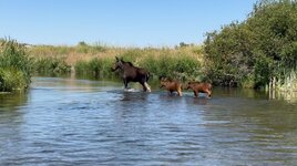 Gorgeous Moose JPEG.jpg