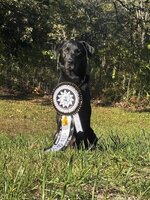 banks grand ribbon.jpg