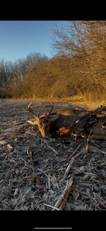Mo buck #2 2025.jpg