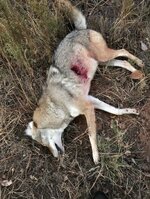 IMG_1681.jpeg IMG_1681.jpeg