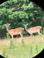 Hinds in Summer.jpeg