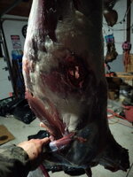 308 trex exit wound.jpg