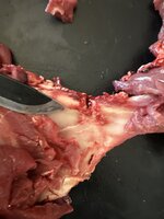 IMG_0592.jpeg IMG_0592.jpeg