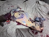 IMG_2927.jpeg IMG_2927.jpeg