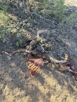 IMG_9132.jpeg IMG_9132.jpeg