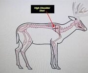 High Shoulder Shot Pro's and Con's : r/Hunting