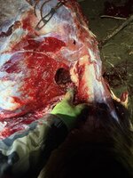 IMG_3937.jpeg IMG_3937.jpeg