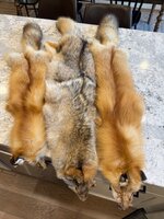 IMG_5929.jpeg IMG_5929.jpeg