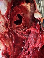 IMG_2191.jpeg IMG_2191.jpeg