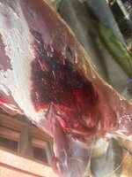 IMG_2181.jpeg IMG_2181.jpeg