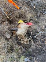 IMG_4293.jpeg IMG_4293.jpeg