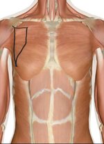 images (1).jpeg images (1).jpeg