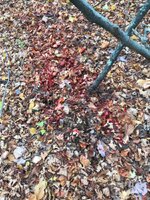 D802D3F6-0AFC-46AC-9D00-D20C08F1076D.jpeg D802D3F6-0AFC-46AC-9D00-D20C08F1076D.jpeg