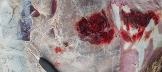 573e2315-b7a1-4b93-b614-cf360f9f4b1f-1_all_1785.jpg 573e2315-b7a1-4b93-b614-cf360f9f4b1f-1_all_1785.jpg