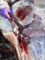 IMG_8329.jpeg IMG_8329.jpeg